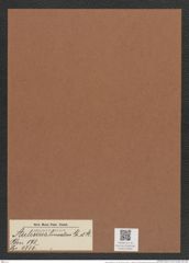 Auliscus lineatus Gr. et St. (de-Toni-Nr.: Genus 171, Species 4315) Zeichnungen Sammlung Grunow Mappe 04285 (Herbarium_W_Grunow_drawings_Folder_04285)